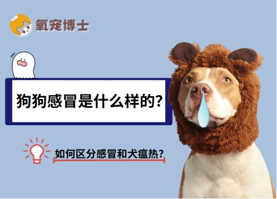 狗狗感冒了是什么样的?