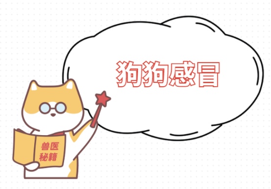 狗狗春夏感冒高发期症状识别与家庭护理指南