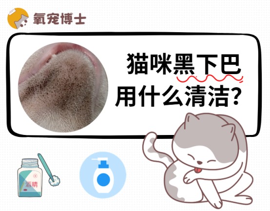 猫咪黑下巴怎么清洁有效果 温和去黑头护理方法详解