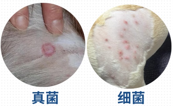 狗狗经常抓痒怎么回事