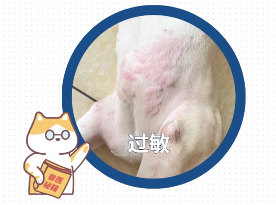 狗狗经常抓痒