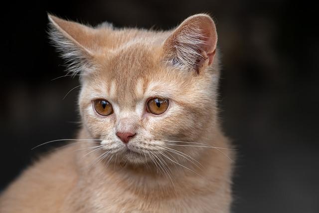 猫咪掉毛原因分析及科学护理指南：什么情况需要用药治疗