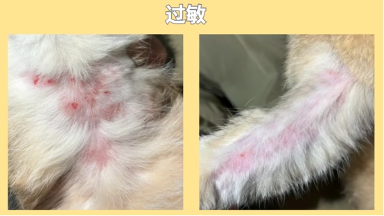 猫咪过敏长疙瘩