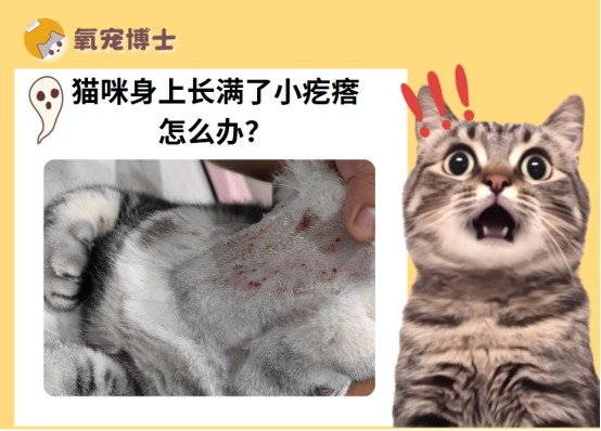 猫咪身上长了小疙瘩怎么办?