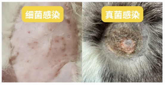 猫咪身上掉毛长疙瘩