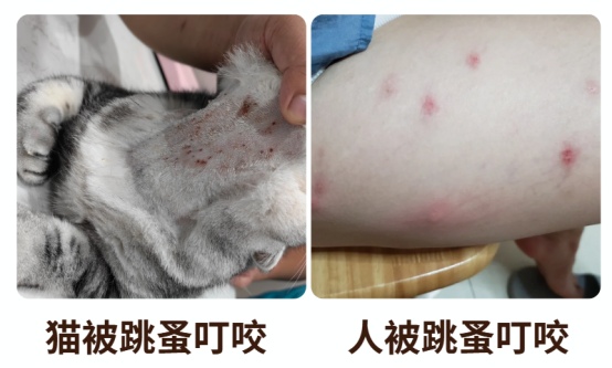 猫咪身上长疙瘩怎么回事?