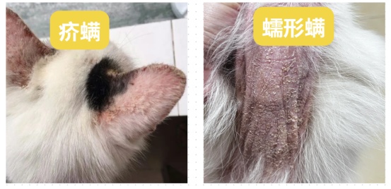 猫咪长疙瘩怎么办?