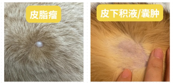 猫咪身上有疙瘩