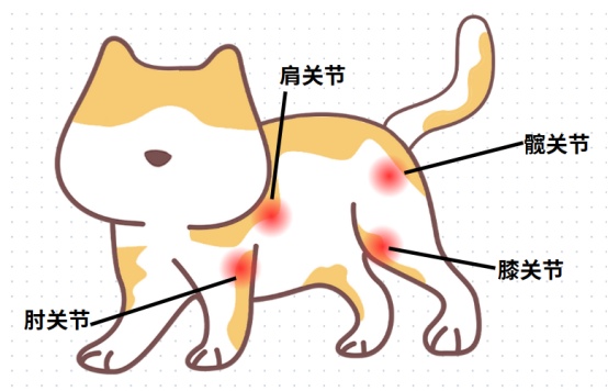 猫咪后腿无力
