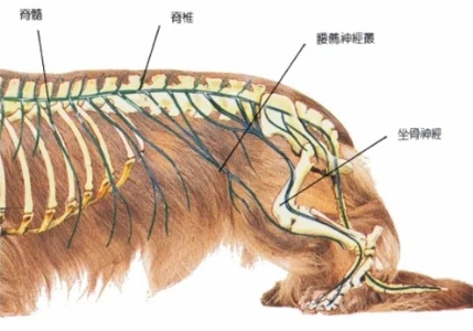 猫咪走路不稳