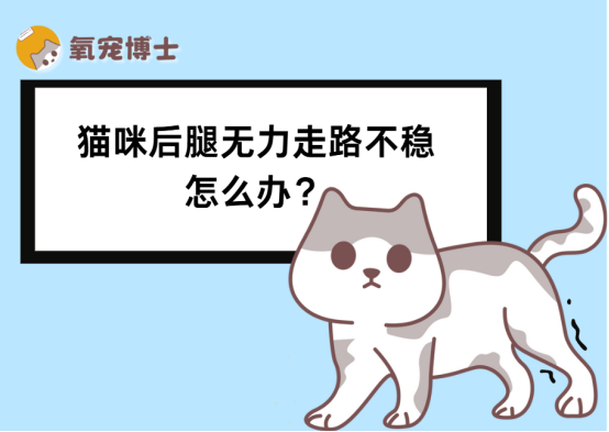 猫咪后腿无力走路不稳是怎么回事?