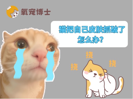 猫咪抓破皮肤怎么办？四大病因及科学处理方法