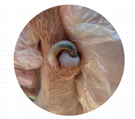 狗狗前腿突然瘸了怎么办?