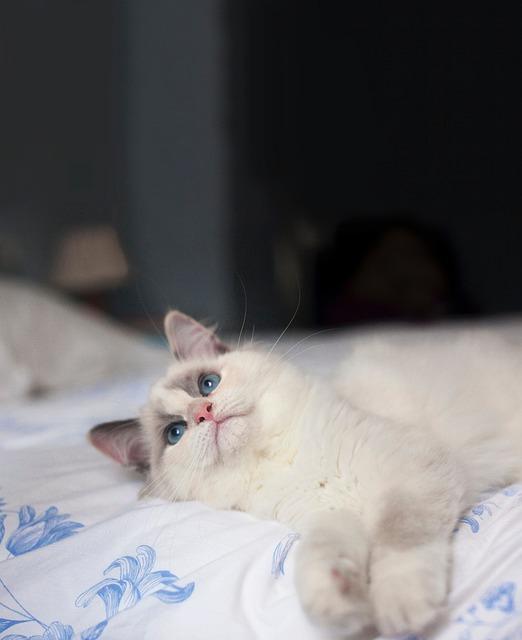 猫咪掉毛严重怎么办？6个有效方法解决猫毛困扰