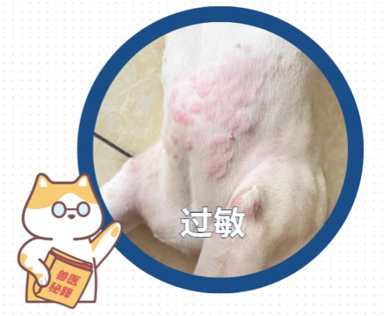 狗狗皮肤病用什么药最有效？
