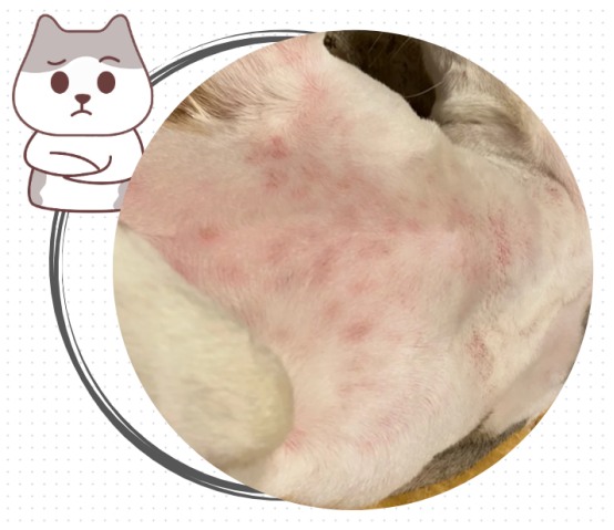 狗狗得了皮肤病怎么办？
