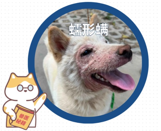 狗狗皮肤病用什么药？