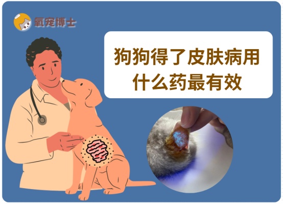 狗狗皮肤病类型及用药指南：真菌感染湿疹过敏防治方法