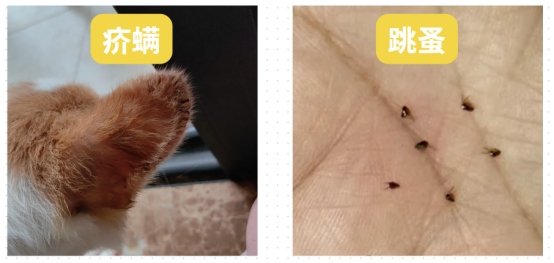 猫咪身上长结痂小疙瘩
