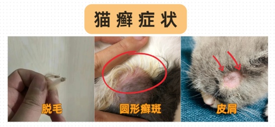 猫咪身上长结痂小疙瘩怎么回事