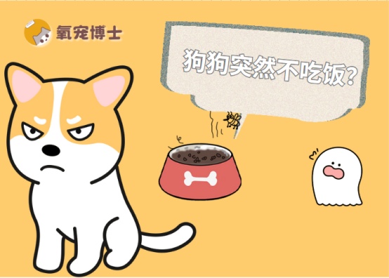 狗狗突然不吃东西的原因分析及有效解决方法