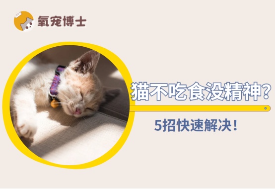 猫不吃食没精神怎么办?