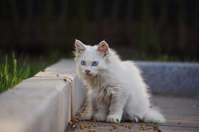 猫咪异常掉毛的6大隐藏病因及防治方案