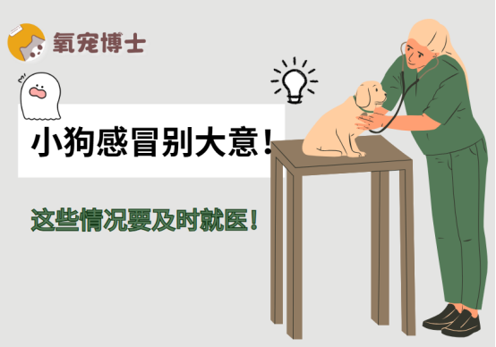 小狗感冒怎么办?