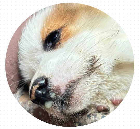 小狗感冒与犬瘟热的区别