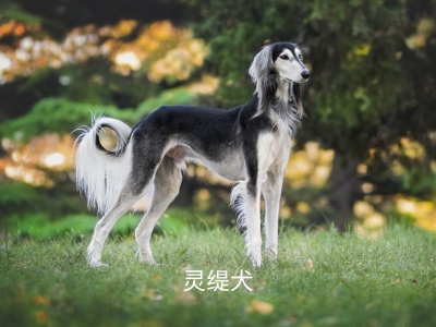灵缇犬