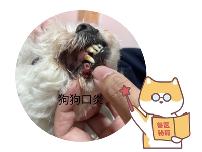 狗狗口炎