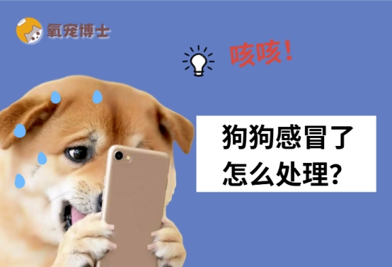 狗狗感冒了的处理方法