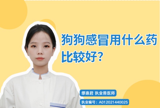 狗狗感冒症状识别与用药指南：科学护理方法全解析