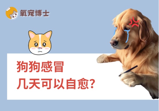 狗狗感冒几天可以自愈?