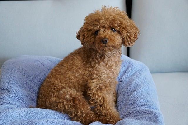 泰迪犬吃什么对毛发好