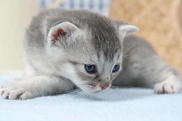 猫咪身上掉白色皮屑怎么办