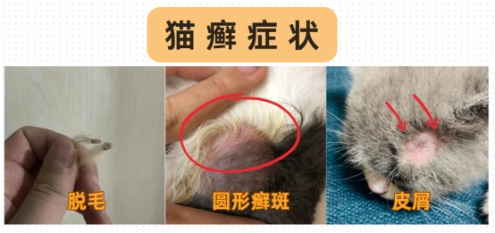 猫癣症状怎么区分