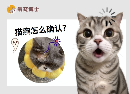怎么确认猫咪得了猫癣?