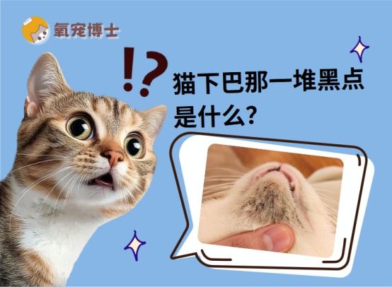 猫下巴那一堆黑点是什么?