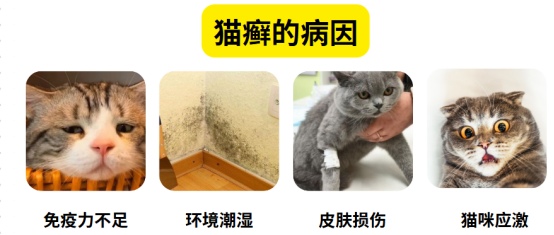 猫癣的病因