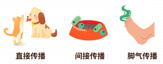 猫癣的传染途径