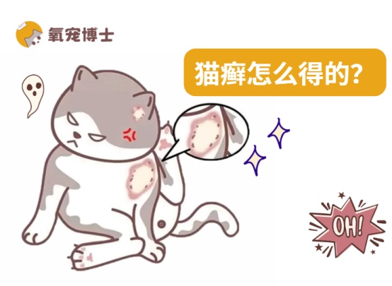 猫癣怎么得的?