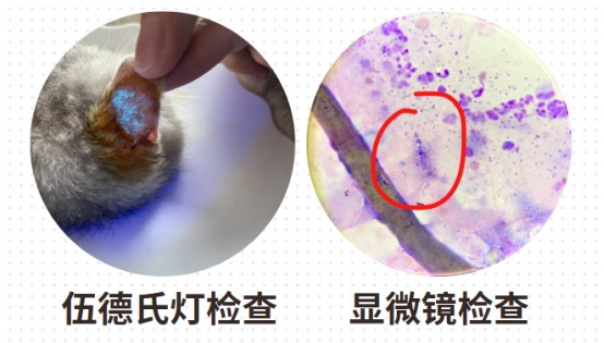 怎么判断猫咪得了猫癣