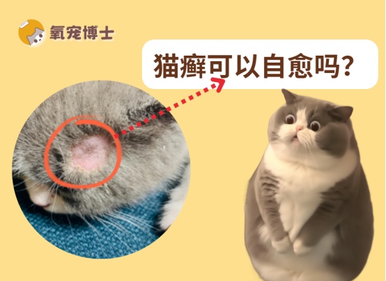 猫癣可以自愈吗?