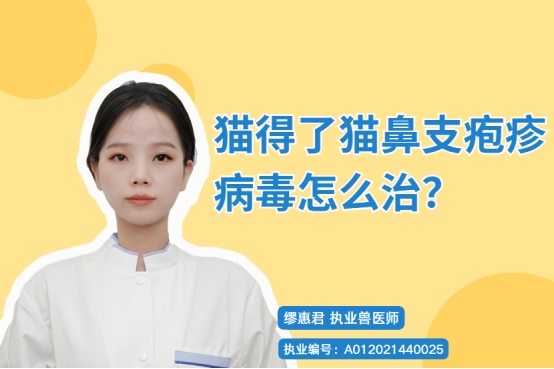 猫得了猫鼻支疱疹病毒怎么治?