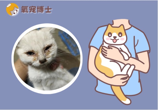 猫鼻支在家怎么治疗?