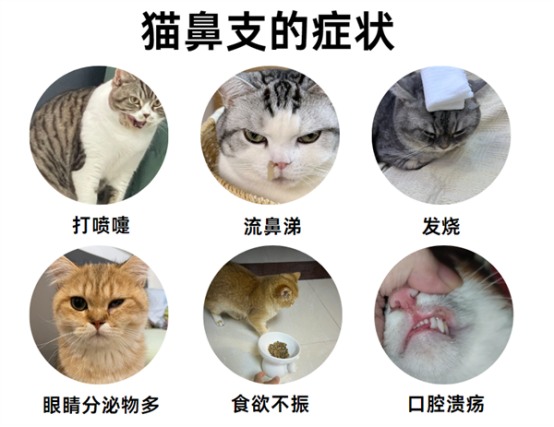 猫鼻支症状