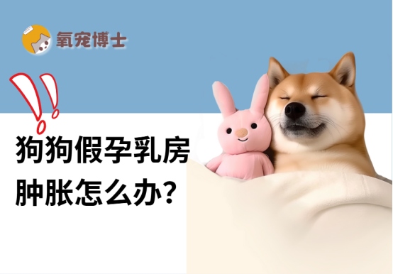 狗狗假孕乳房肿胀怎么办?