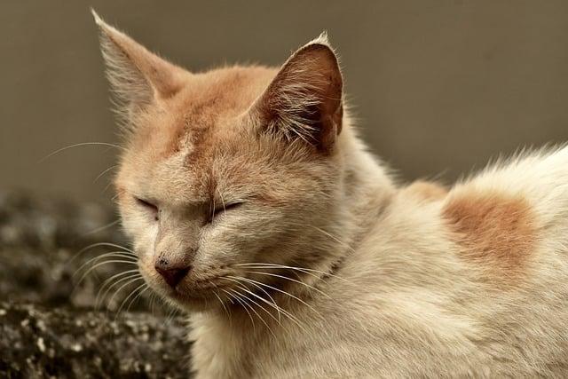 猫咪消瘦怎么办？科学增重的系统化解决方案