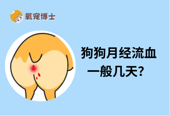 狗狗月经流血多久正常？发情期护理全攻略
